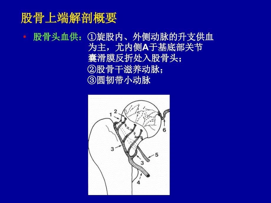 中医骨伤科下肢骨折_第5页