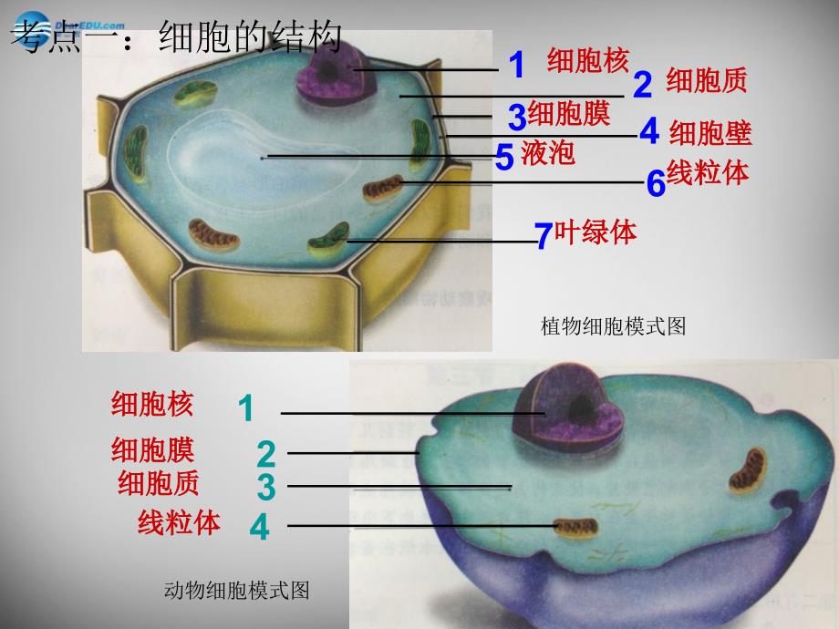 人教初中生物七上《第2单元 第1章 第4节 细胞的生活》PPT课件 (11)_第3页