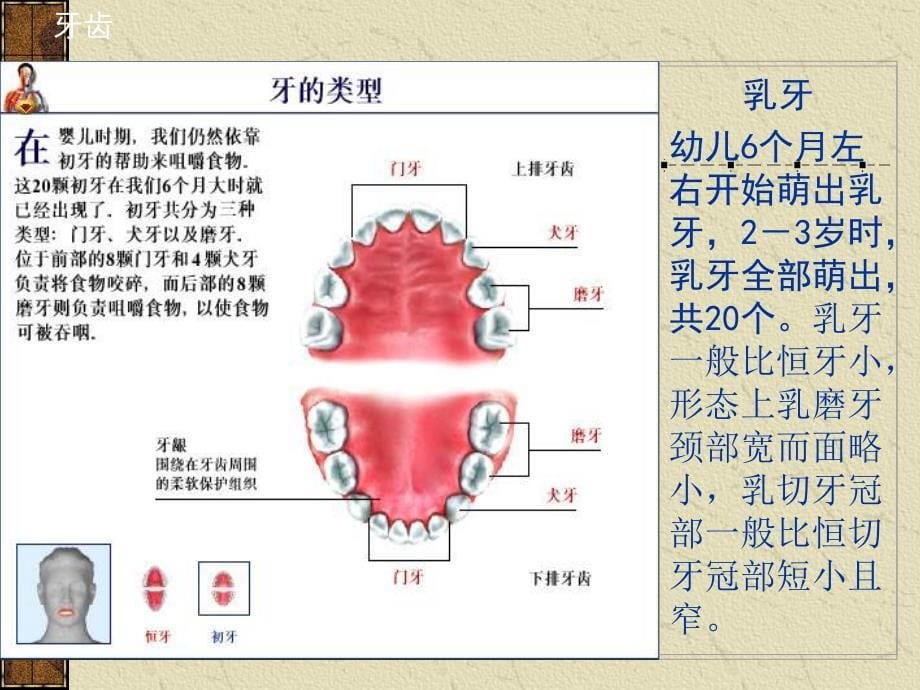 口腔护理基础ppt课件_第5页