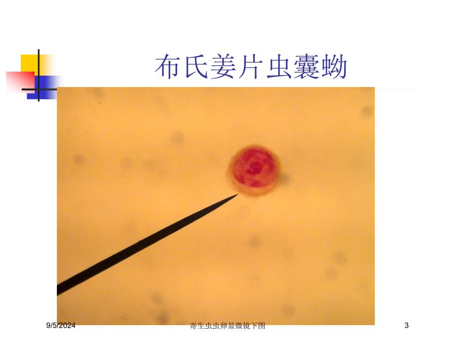 寄生虫虫卵显微镜下图课件_第3页