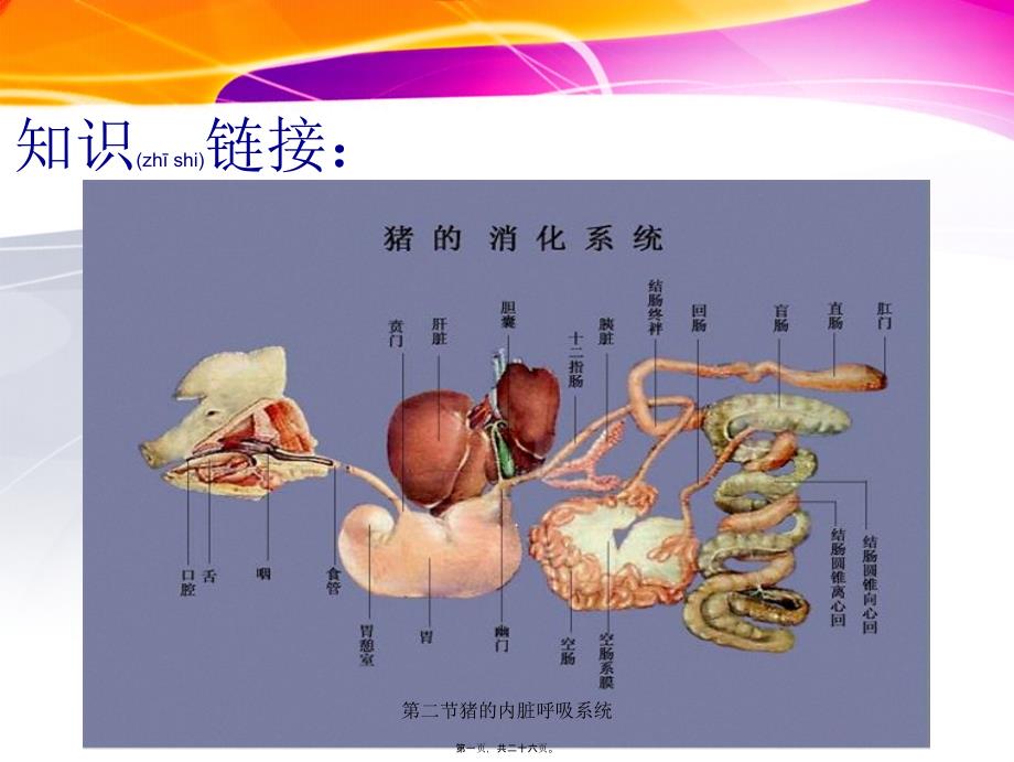 第二节猪的内脏呼吸系统课件_第1页