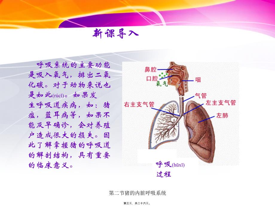 第二节猪的内脏呼吸系统课件_第3页