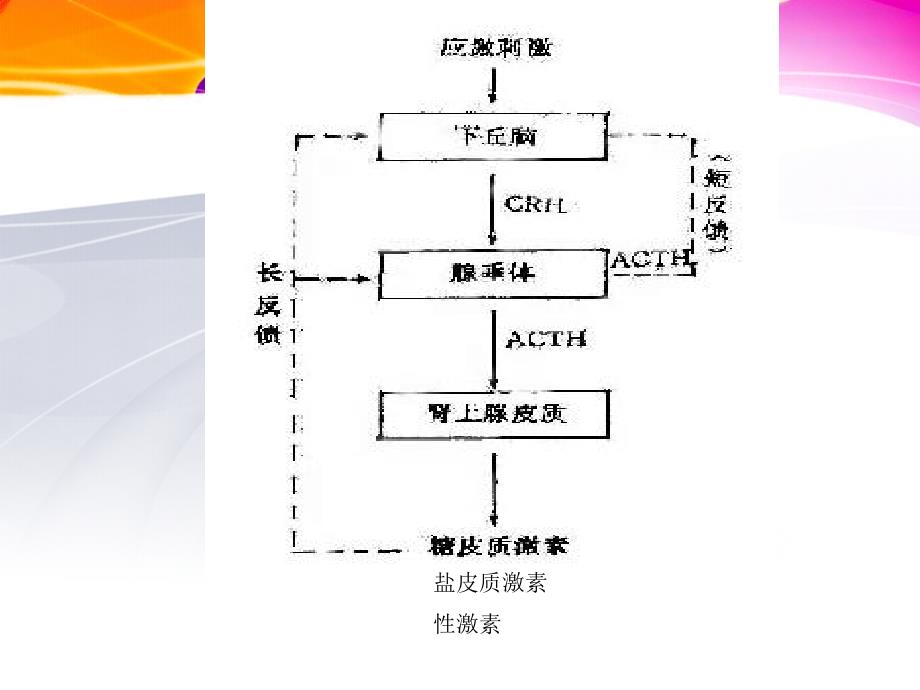 最新促肾上腺皮质激素ACTH兴奋试验主题讲座课件_第3页