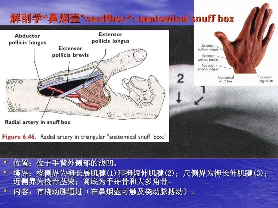 手部局部解剖-_第5页