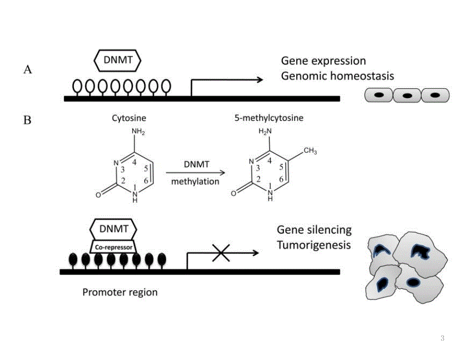 DNA 甲基化ppt课件.ppt_第3页