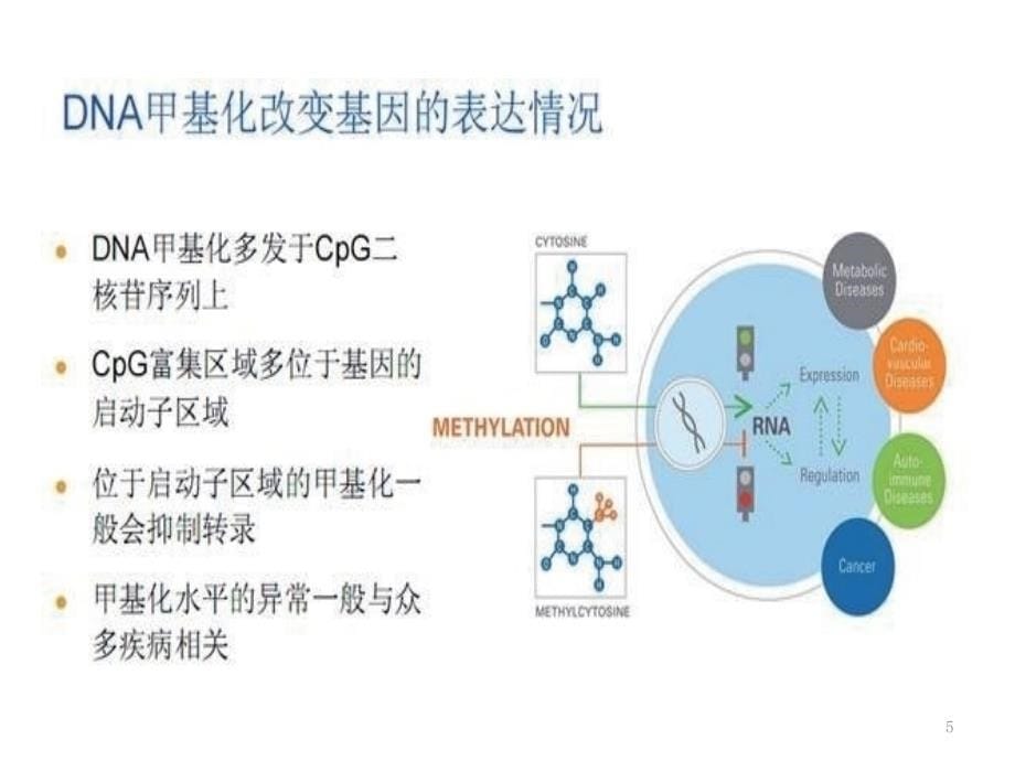 DNA 甲基化ppt课件.ppt_第5页