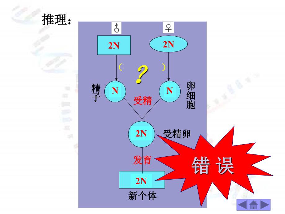 21减数分裂与有性生殖细胞的形成1_第2页