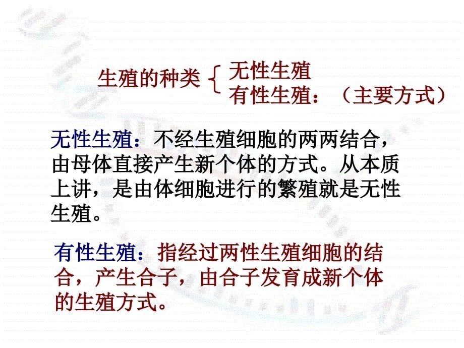 21减数分裂与有性生殖细胞的形成1_第5页