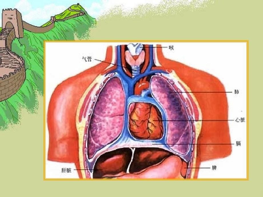 五年级上册科学课件1.2心脏和血管湘教版共23张PPT_第5页
