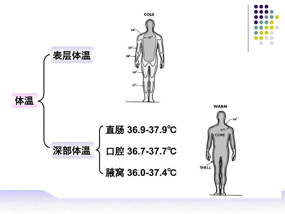 病理生理学：发热_第5页