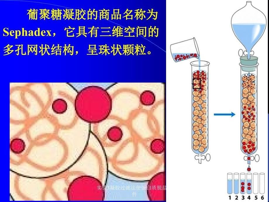 实验3凝胶过滤法使蛋白质脱盐课件_第5页