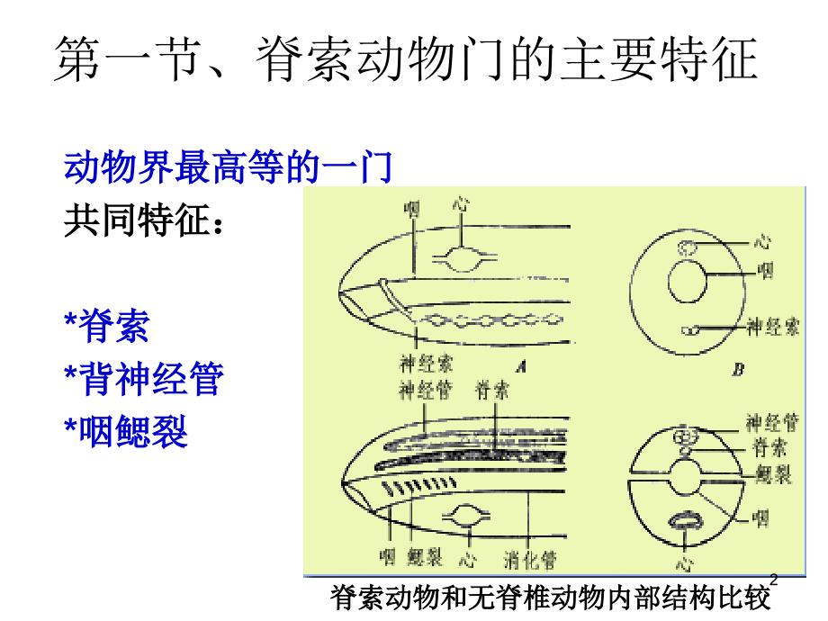 动物生物学 棘皮和半索动物门_第2页