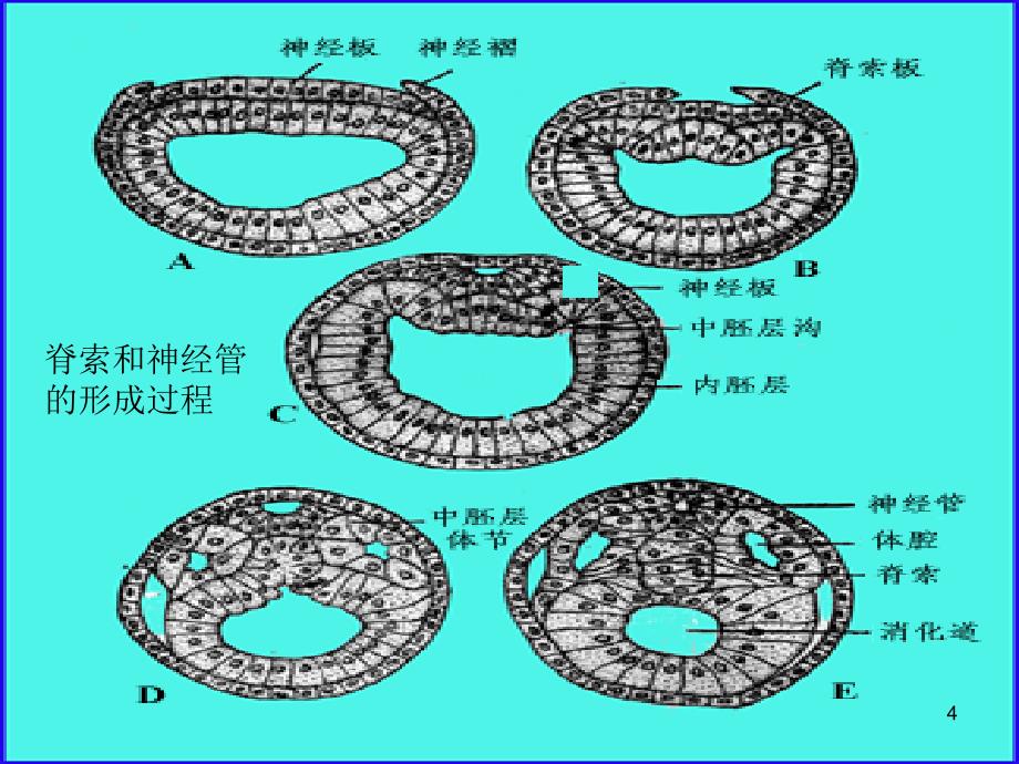 动物生物学 棘皮和半索动物门_第4页