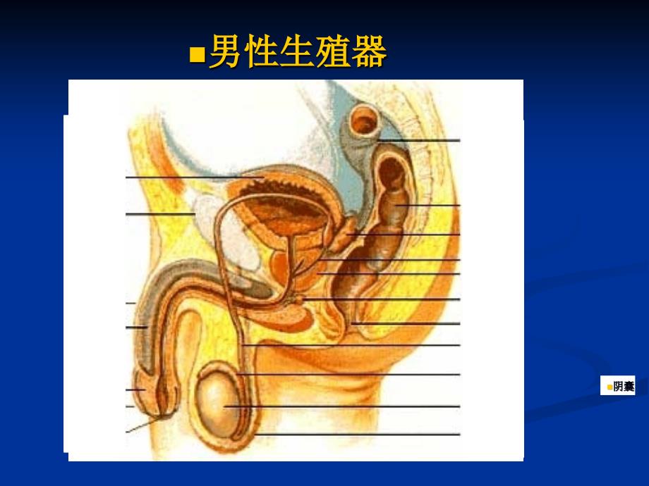 实验十 泌尿、生殖系统大体解剖st 拍_第4页