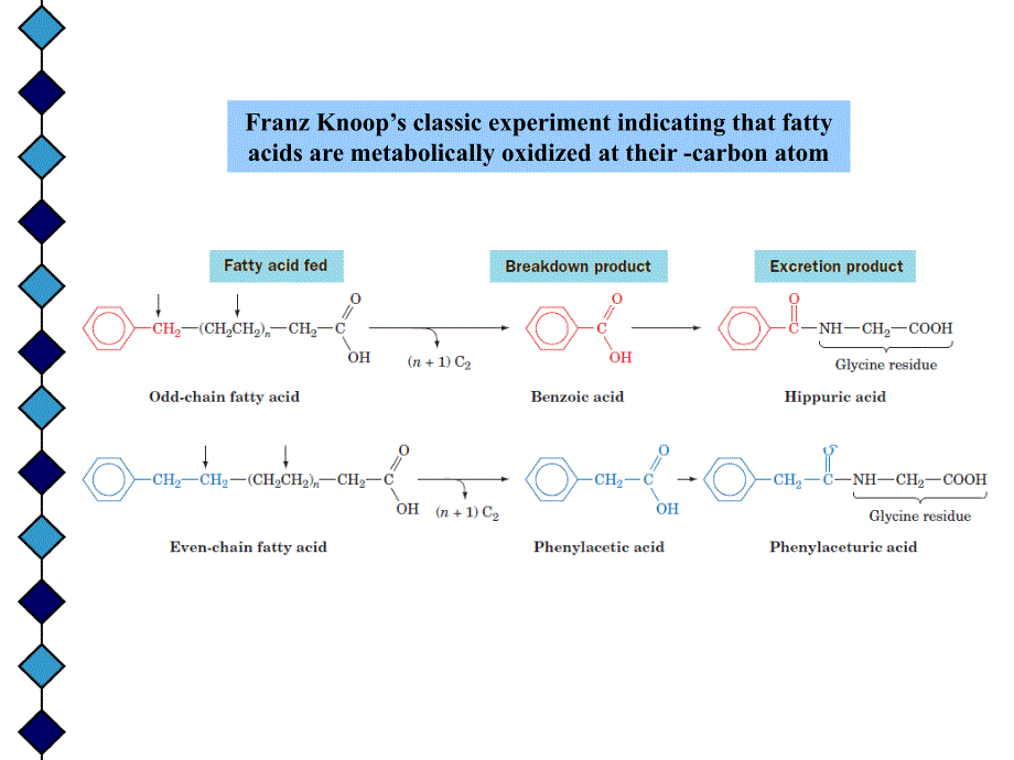 生物化学原理课件（英文）：Chapter29 FFA metabolism_第4页