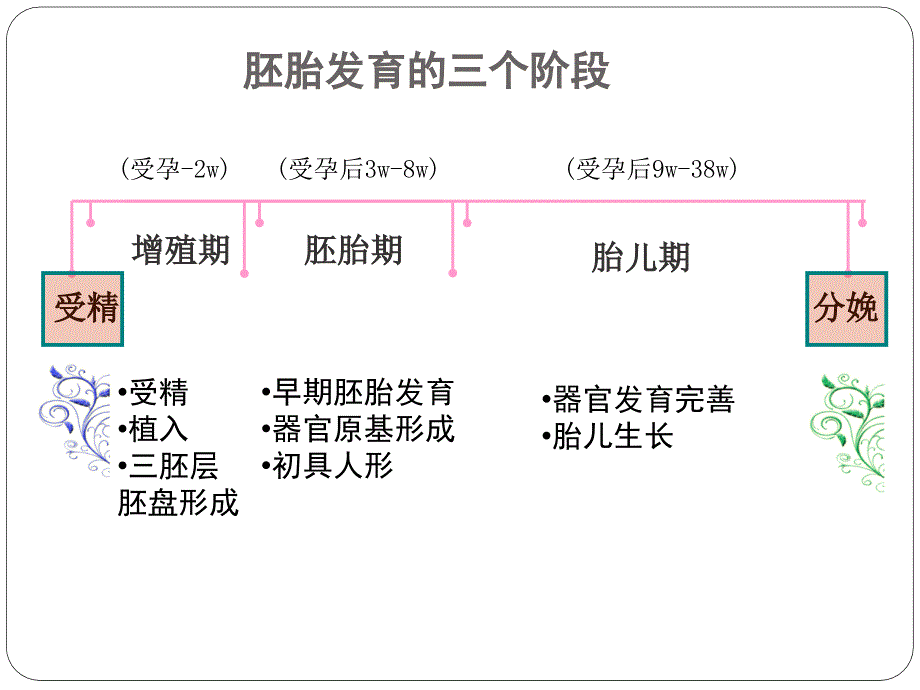 口腔颌面部育_第3页