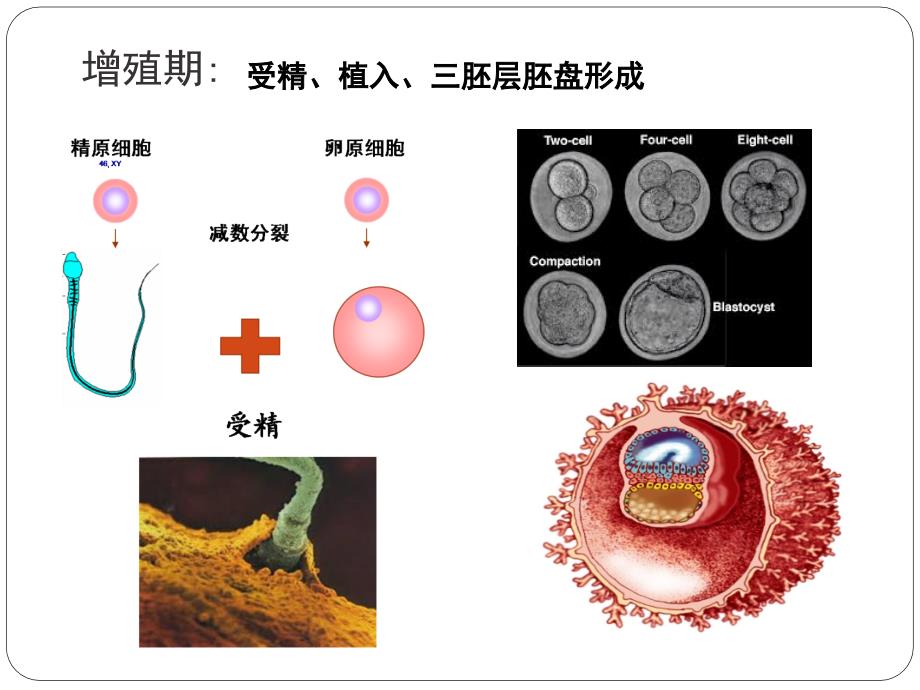 口腔颌面部育_第4页