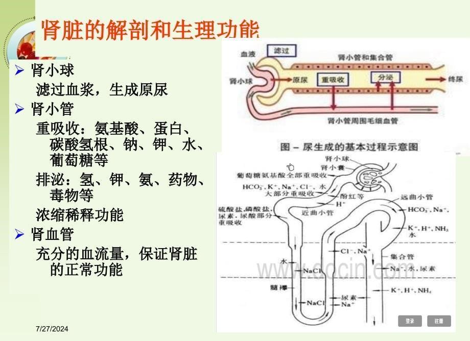 诊断学常用肾功能实验室检测.课件_第5页