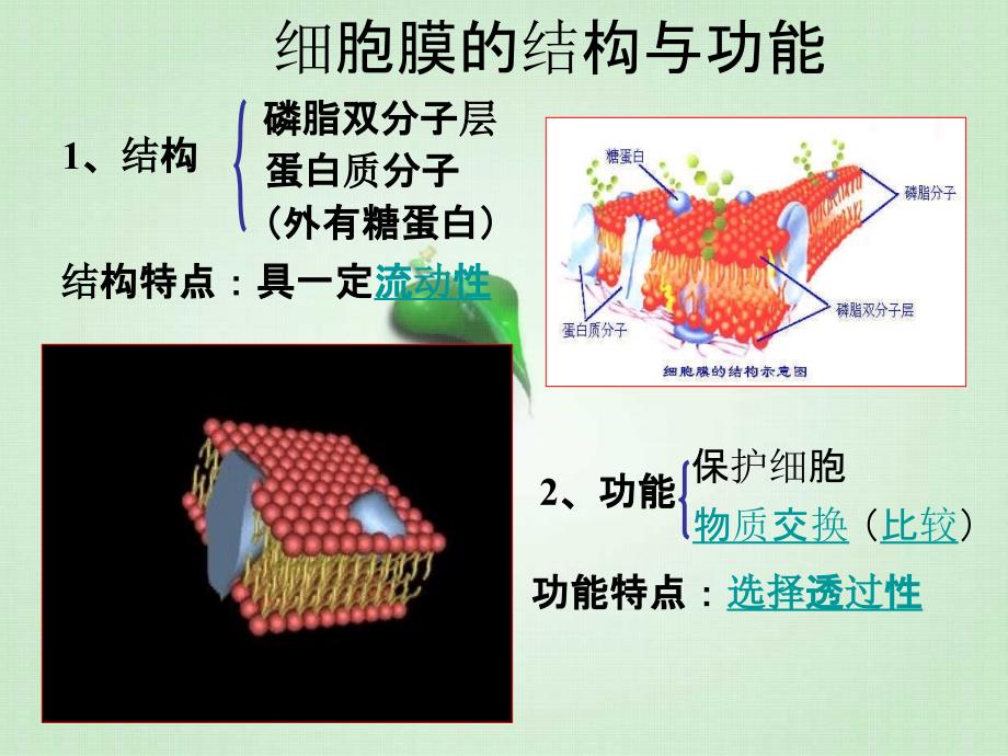 细胞的结构与功能知识点透析_第3页