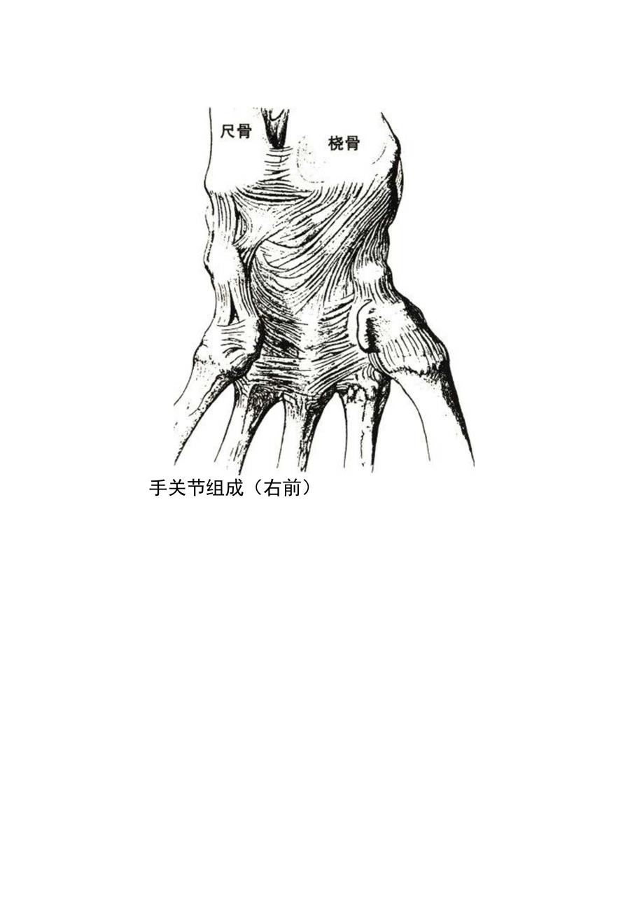 桡腕关节与腕骨间关节_第2页