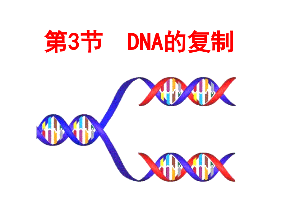 (公开课)DNA的复制_第4页