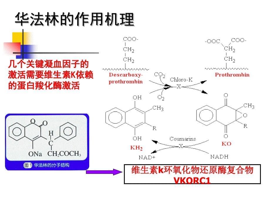 凝血系统的个体化用药探讨_第5页