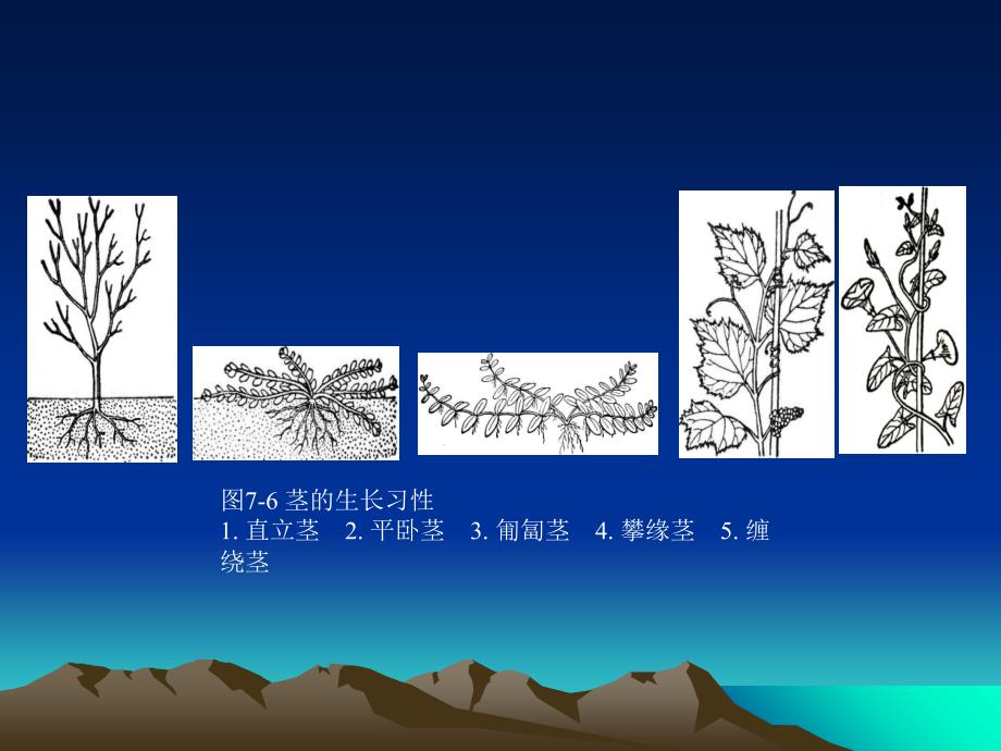 被子植物形态术语一_第3页