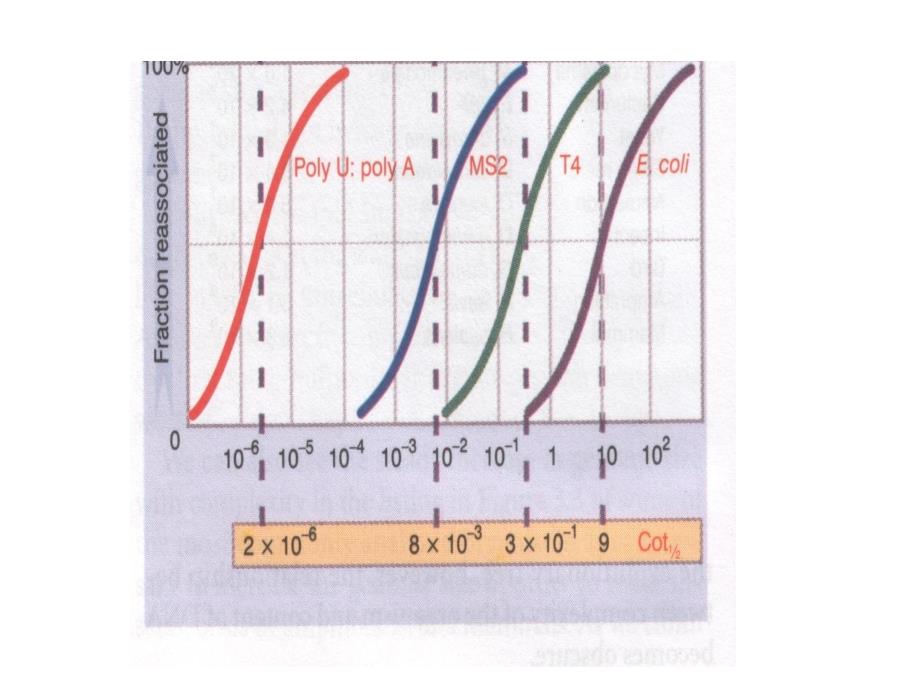 分子遗传学第三章基因组_第3页