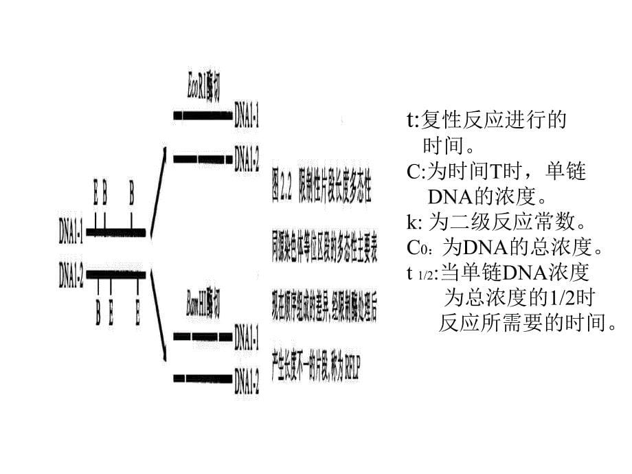 分子遗传学第三章基因组_第5页