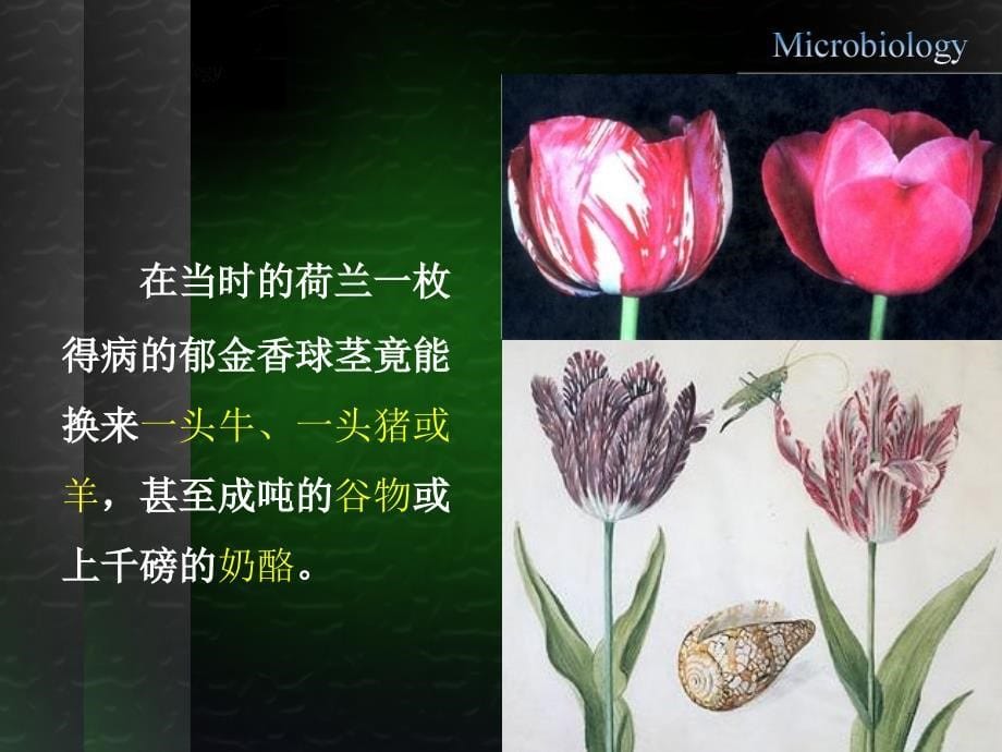 第三节非细胞生物病毒知识分享_第5页