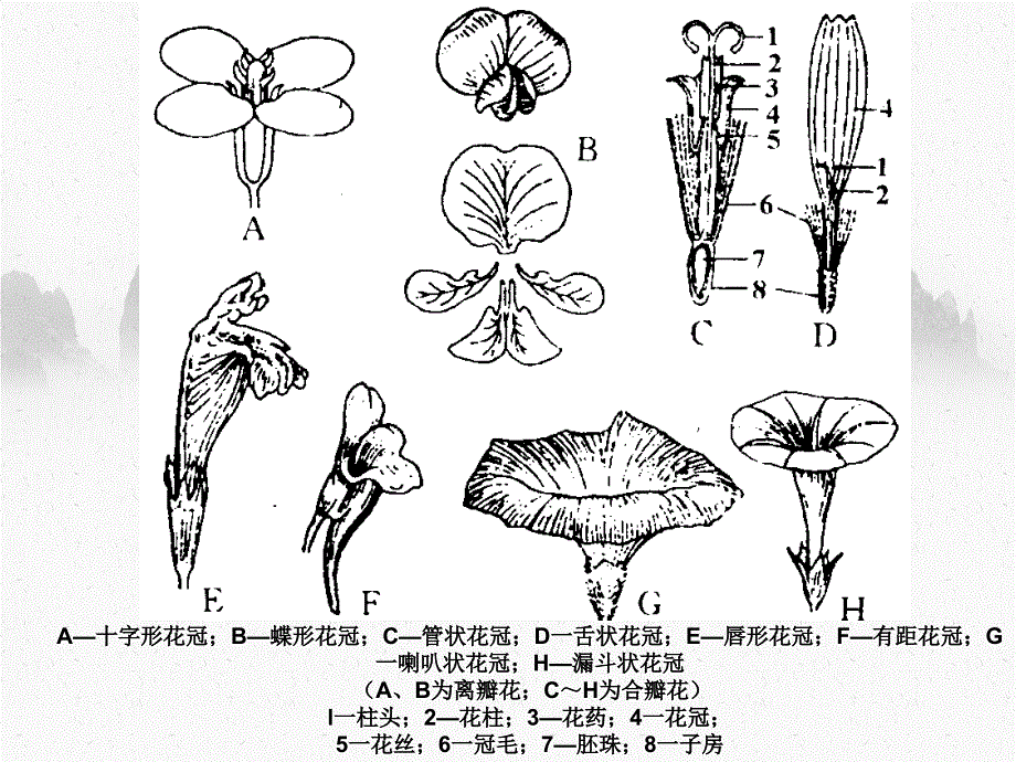 第二部分被子植物生殖和生殖器官_第4页