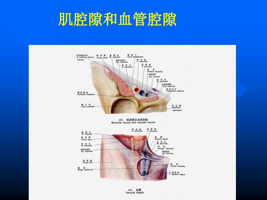 局部解剖学：下肢（一）_第3页