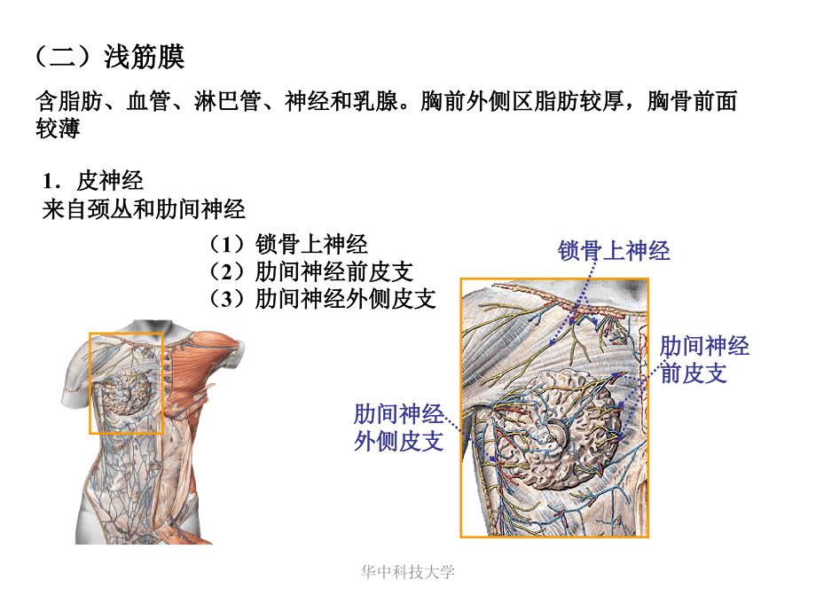 局部解剖学课件：第六次-胸前外侧壁_第3页