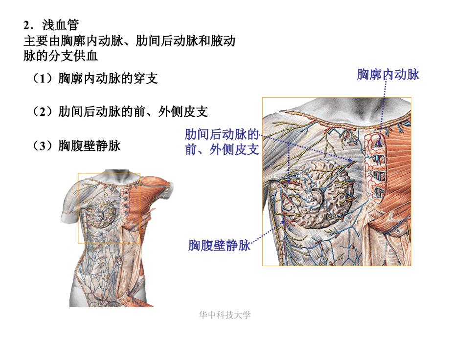 局部解剖学课件：第六次-胸前外侧壁_第4页