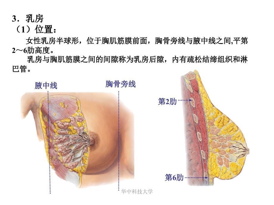 局部解剖学课件：第六次-胸前外侧壁_第5页