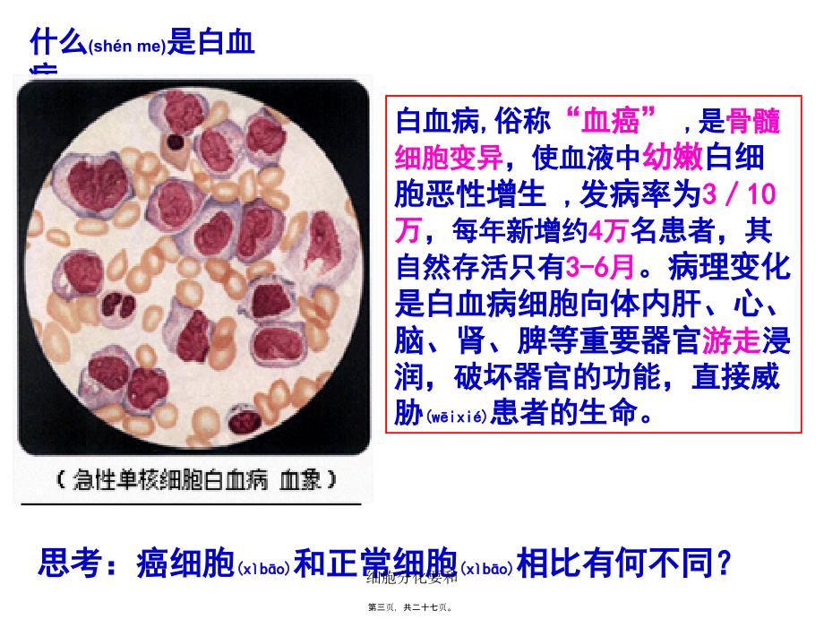 细胞分化要和课件_第3页