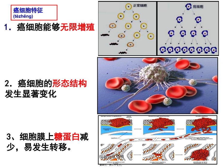 细胞分化要和课件_第4页