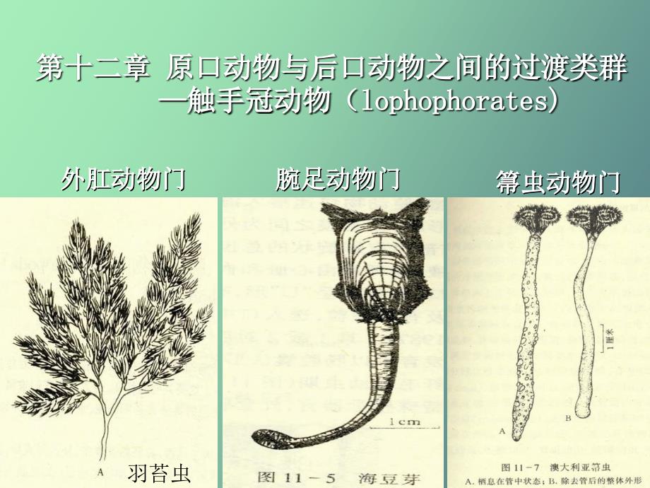 总担、棘皮、半索动物门_第1页