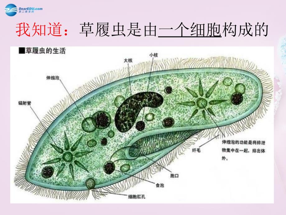 六年级科学下册《细胞》名师公开课省级获奖课件4 青岛版_第4页