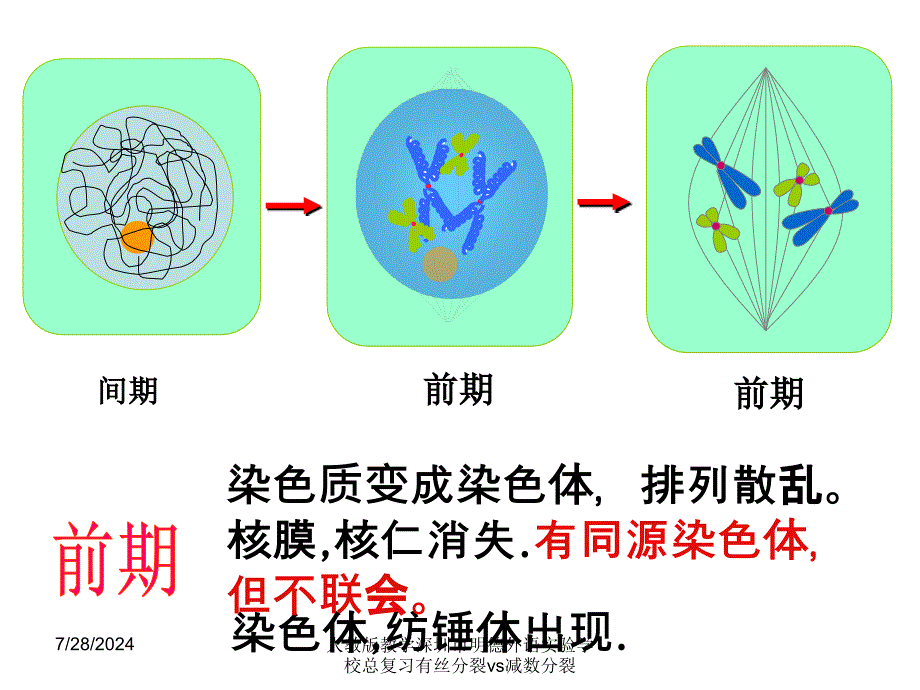 人教版教学深圳市明德外语实验学校总复习有丝分裂vs减数分裂课件_第4页