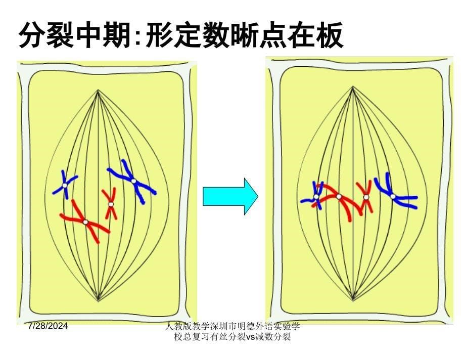 人教版教学深圳市明德外语实验学校总复习有丝分裂vs减数分裂课件_第5页