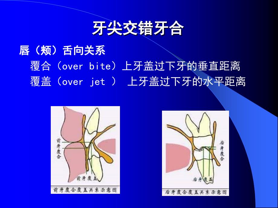 中国医科大学口腔解剖生理学课件06_第4页