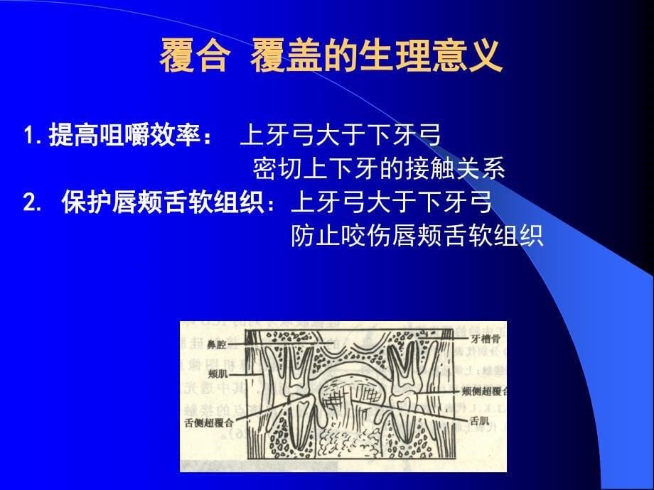 中国医科大学口腔解剖生理学课件06_第5页