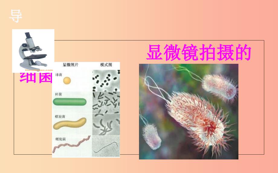 湖北省八年级物理上册 5.5显微镜和望远镜课件 新人教版.ppt_第2页