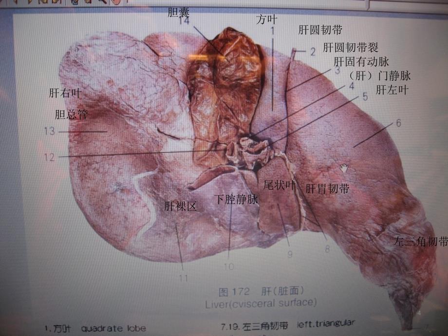 肝叶切除手术配合PPT参考幻灯片_第4页