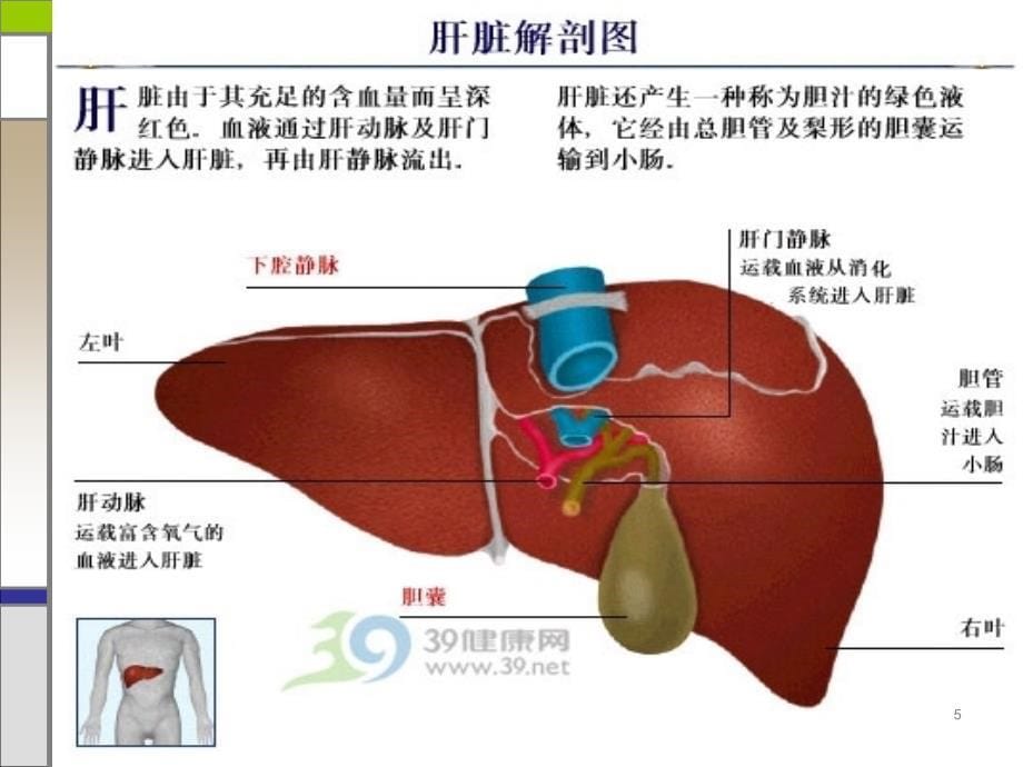 肝叶切除手术配合PPT参考幻灯片_第5页