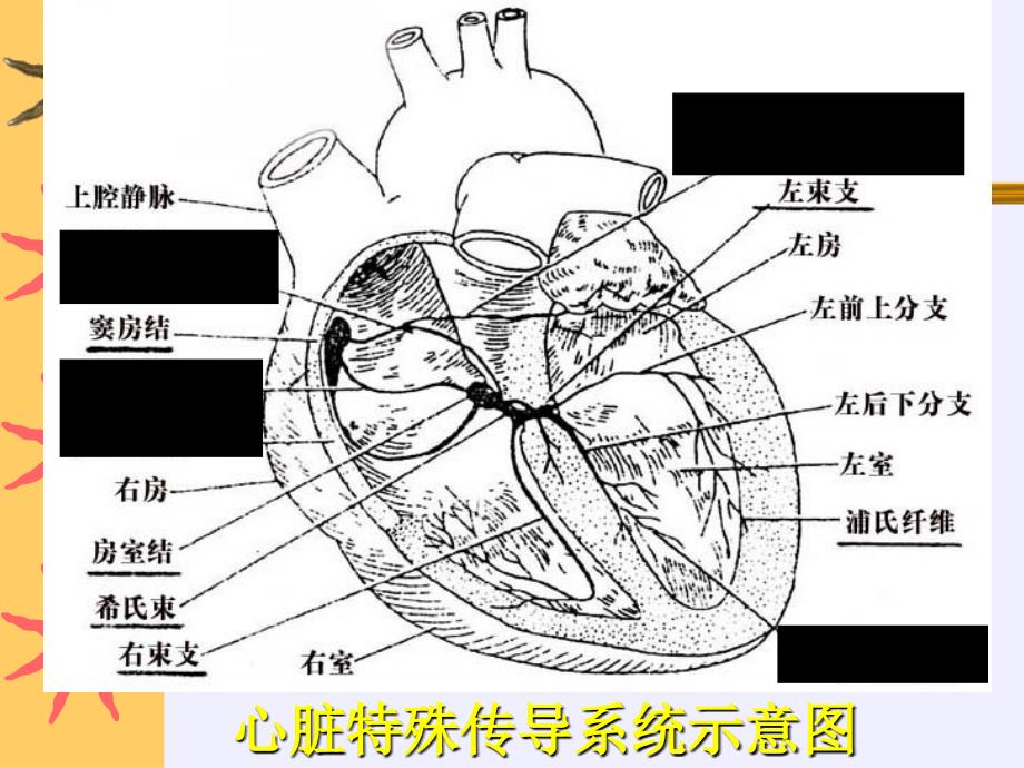 正常心电图解读_第2页