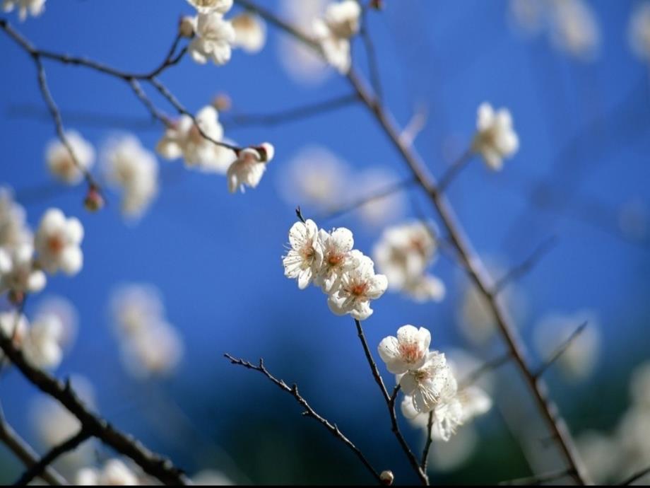 《梅花》课件_第1页