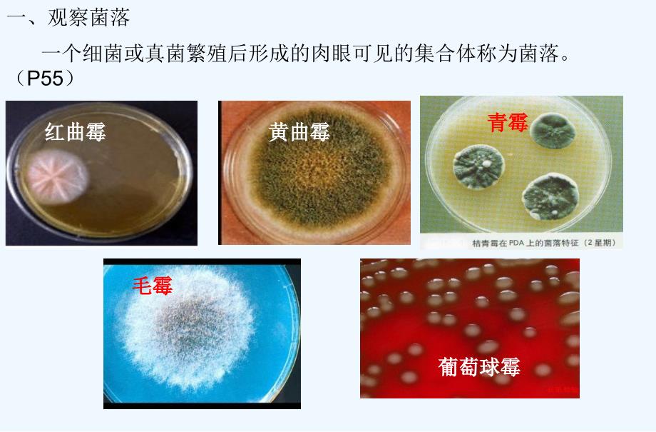 新人教版__细菌和真菌的分布精品中学ppt课件_第4页