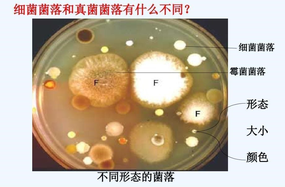 新人教版__细菌和真菌的分布精品中学ppt课件_第5页